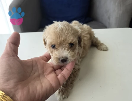 Tuvalet eğitimli minyatür minnaklarım