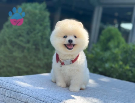 Safkan Pomeranian Boo – Minik Boy, Yoğun Tüylü, Muhteşem Görünüm - 6451