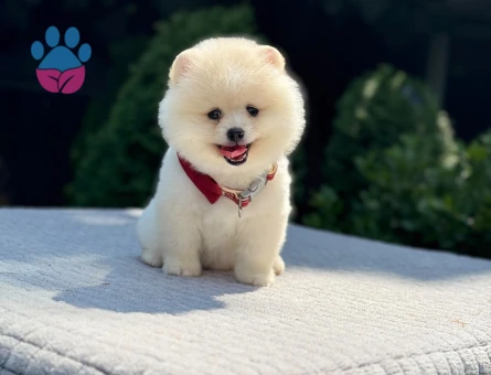 Safkan Pomeranian Boo – Minik Boy, Yoğun Tüylü, Muhteşem Görünüm