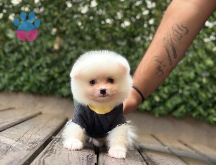 Ruhsatlı Üretim Çiftliğinden Kaliteli Pomeranian Boo Yavruları - 6452