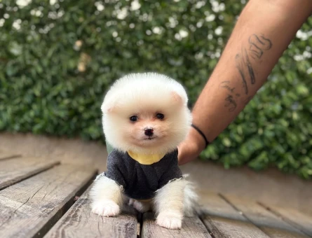 Ruhsatlı Üretim Çiftliğinden Kaliteli Pomeranian Boo Yavruları - 6452