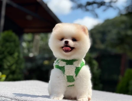 Sevimliliğiyle Dikkat Çeken Pomeranian Boo - 6453
