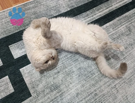 Scottish Fold 3 Yaşında Yuva Arıyor