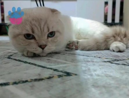 Scottish Fold 3 Yaşında Yuva Arıyor