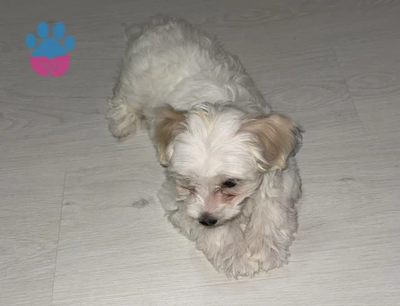maltese