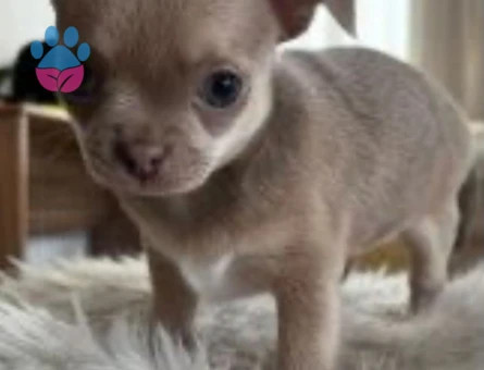 Chihuahua ve British short-hair yavruları
