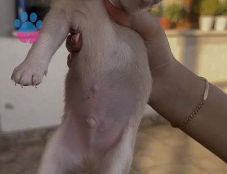 Chihuahua ve British short-hair yavruları