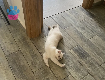 Saf British Silver point