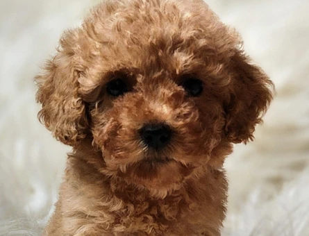 Veteriner teknikerinden toy poodle