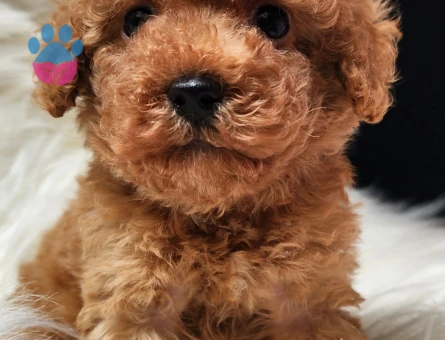 Veteriner teknikerinden toy poodle