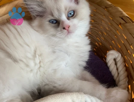 Safkan Ragdoll Yavrusu