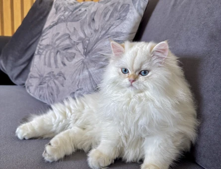 saf kanli British long hair erkek yavru kedi