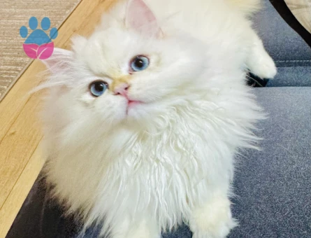 saf kanli British long hair erkek yavru kedi