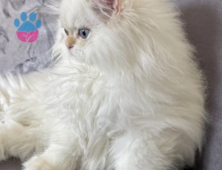 saf kanli British long hair erkek yavru kedi