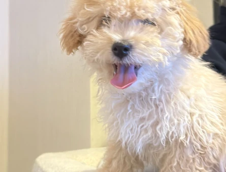 Oyuncak gibi tatlı Maltipoo