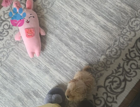 Oyuncak gibi tatlı Maltipoo