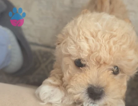 Oyuncak gibi tatlı Maltipoo