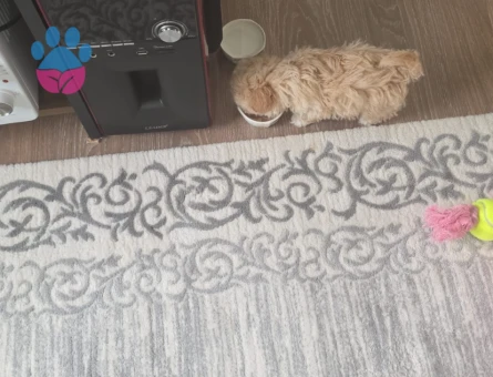 Oyuncak gibi tatlı Maltipoo