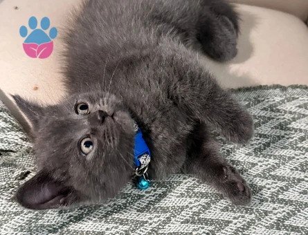 🐾3 Tane  2 Yaşında British Shorthair Kedilerime Ömürlük Yuva Aranıyor