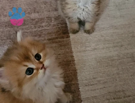 Muhteşem güzellikte Golden yavrular.