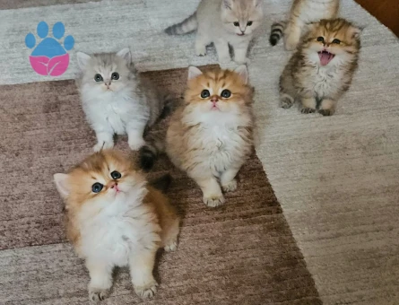 Muhteşem güzellikte Golden yavrular.