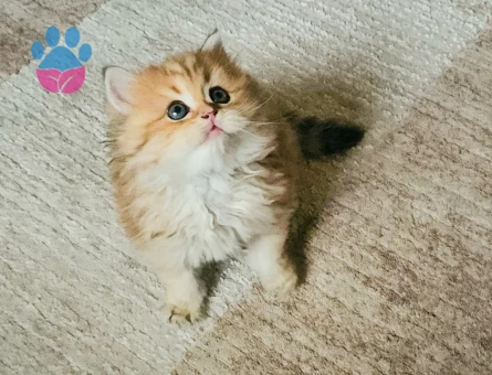 Muhteşem güzellikte Golden yavrular.