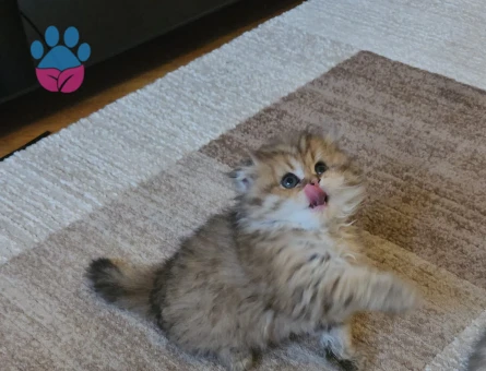 Muhteşem güzellikte Golden yavrular.