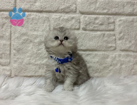 Scottish Fold Longhair Ayıcık Surat Erkek 2 Aylık