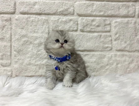 Scottish Fold Longhair Ayıcık Surat Erkek 2 Aylık