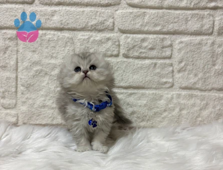 Scottish Fold Longhair Ayıcık Surat Erkek 2 Aylık