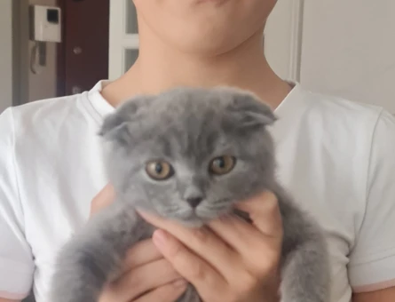 Scottish Fold 3 Aylık Dişi
