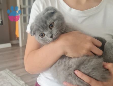 Scottish Fold 3 Aylık Dişi