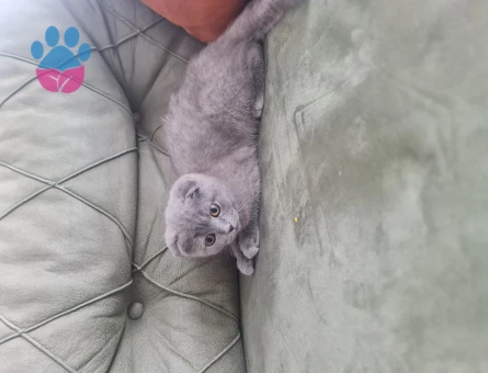 Scottish Fold 3 Aylık Dişi