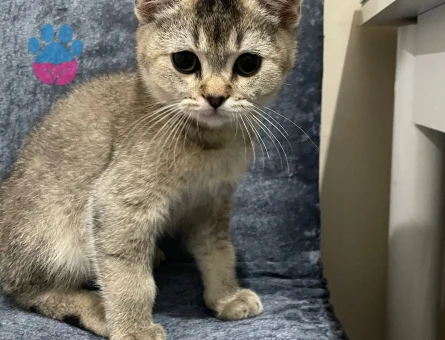 Golden Shaded Irkı Erkek Yavrumuz🌸