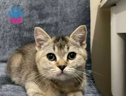 Golden Shaded Irkı Erkek Yavrumuz🌸