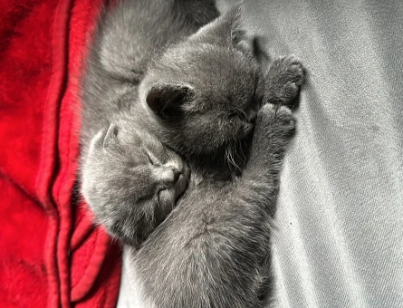 45 günlük Scottish Fold ve British