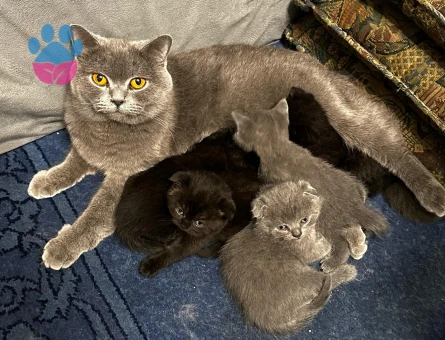 45 günlük Scottish Fold ve British