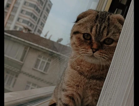 Baykuş kafa yeni sahiplerini ariyor