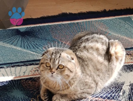 Baykuş kafa yeni sahiplerini ariyor