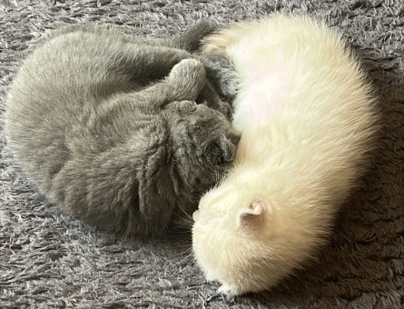 SCOTİSH FOLD ERKEK 2 AYLIK