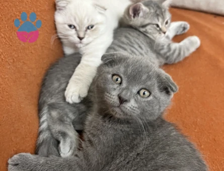 SCOTİSH FOLD ERKEK 2 AYLIK