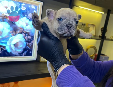 EGZOTİK FRENCH BULLDOG YAVRULARIM HARİKA RENKLER VE ANATOMİ
