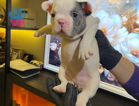 EGZOTİK FRENCH BULLDOG YAVRULARIM HARİKA RENKLER VE ANATOMİ