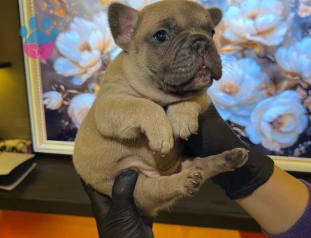 EGZOTİK FRENCH BULLDOG YAVRULARIM HARİKA RENKLER VE ANATOMİ