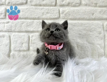 British Shorthair Gri Güzel kızımız