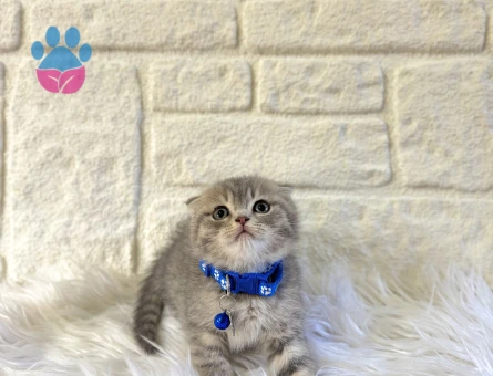 Scottish Fold Afacan Top Kafa Silver Oğlumuz