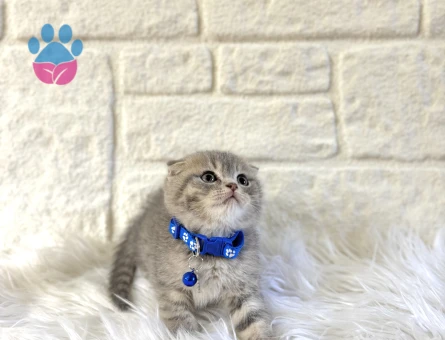 Scottish Fold Afacan Top Kafa Silver Oğlumuz