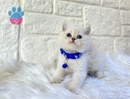 British Shorthair Point Küçük Prens 2 Aylık