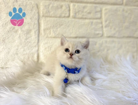 British Shorthair Point Küçük Prens 2 Aylık