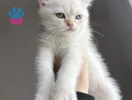 British shorthair yavrular